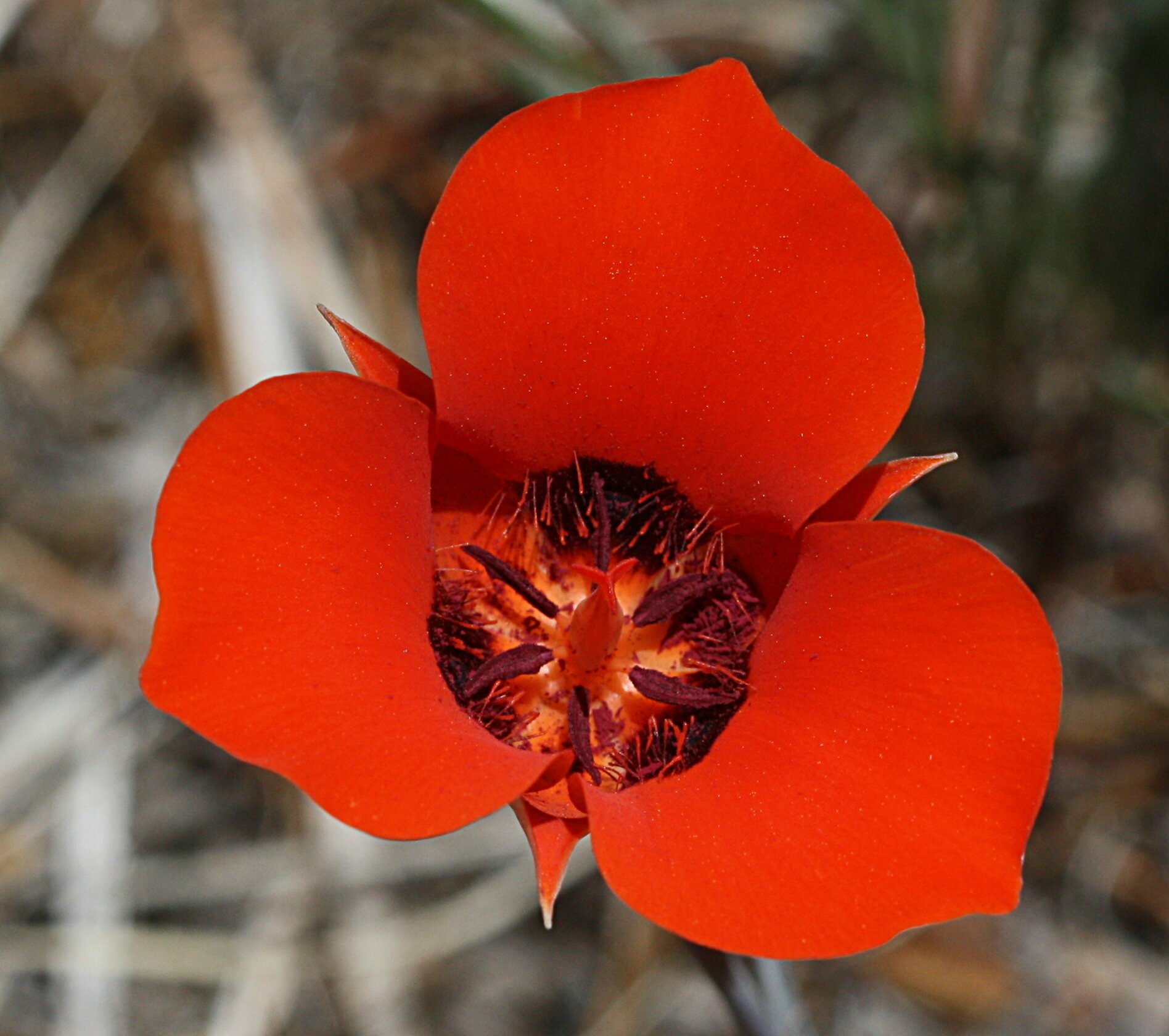 High Resolution Calochortus kennedyi Flower